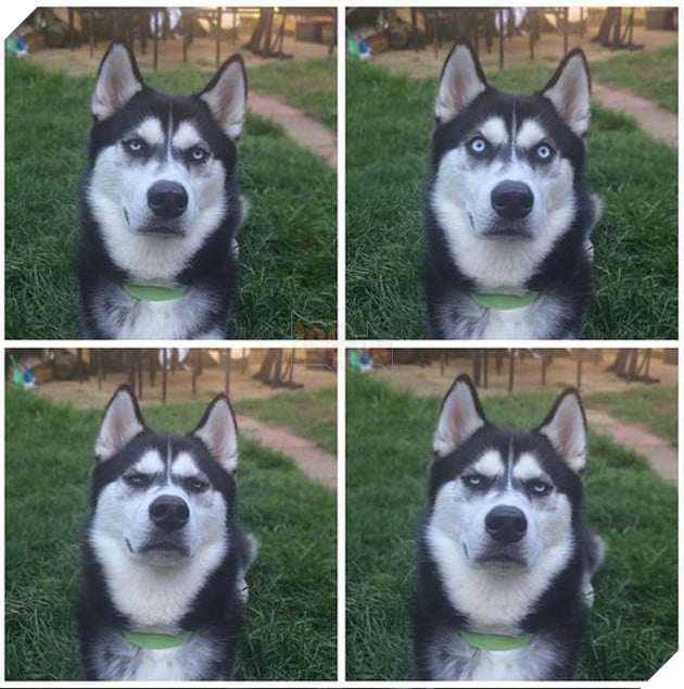 chú chó husky có khuôn mặt khinh bỉ cả thế giới