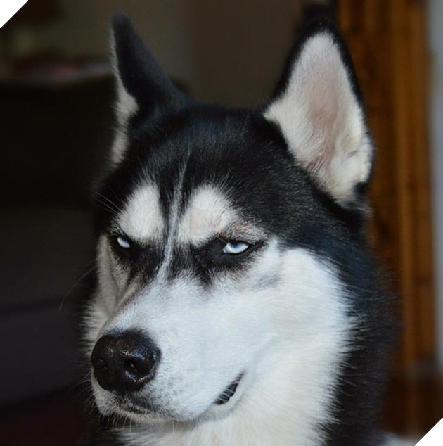 chú chó husky có khuôn mặt khinh bỉ cả thế giới