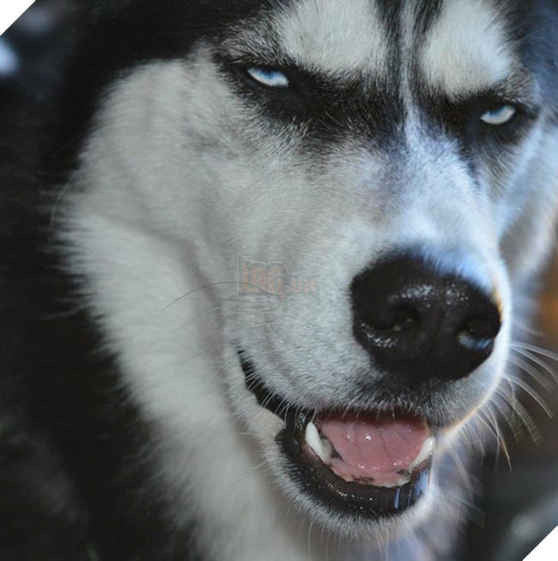 chú chó husky có khuôn mặt khinh bỉ cả thế giới
