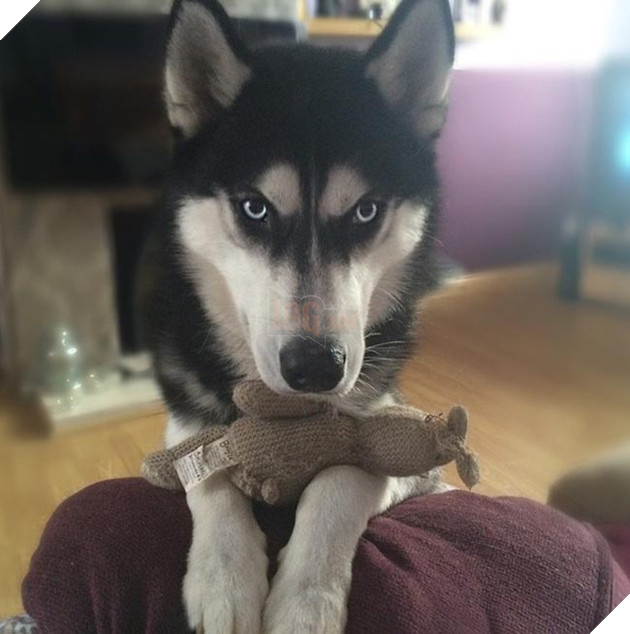 chú chó husky có khuôn mặt khinh bỉ cả thế giới