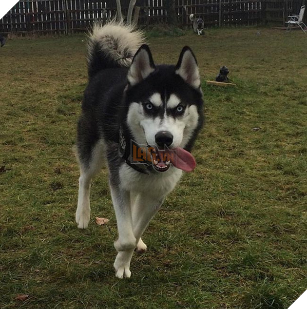 chú chó husky có khuôn mặt khinh bỉ cả thế giới