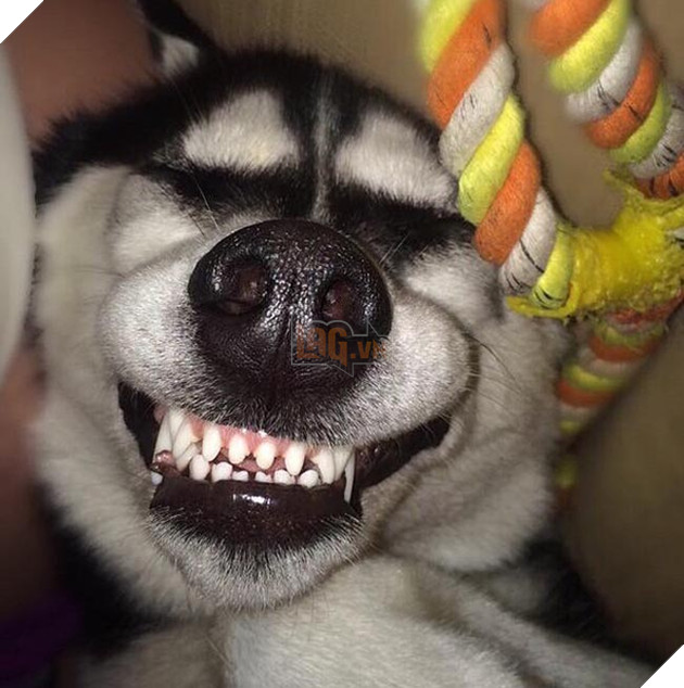chú chó husky có khuôn mặt khinh bỉ cả thế giới