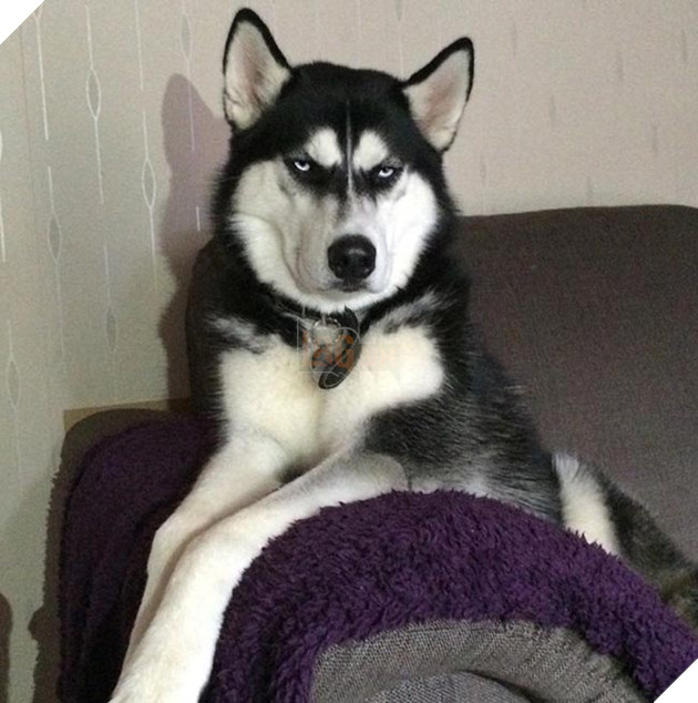 chú chó husky có khuôn mặt khinh bỉ cả thế giới