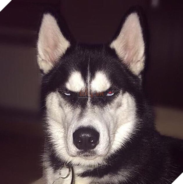 chú chó husky có khuôn mặt khinh bỉ cả thế giới