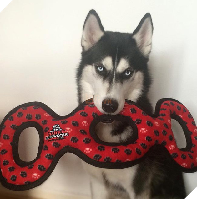 chú chó husky có khuôn mặt khinh bỉ cả thế giới