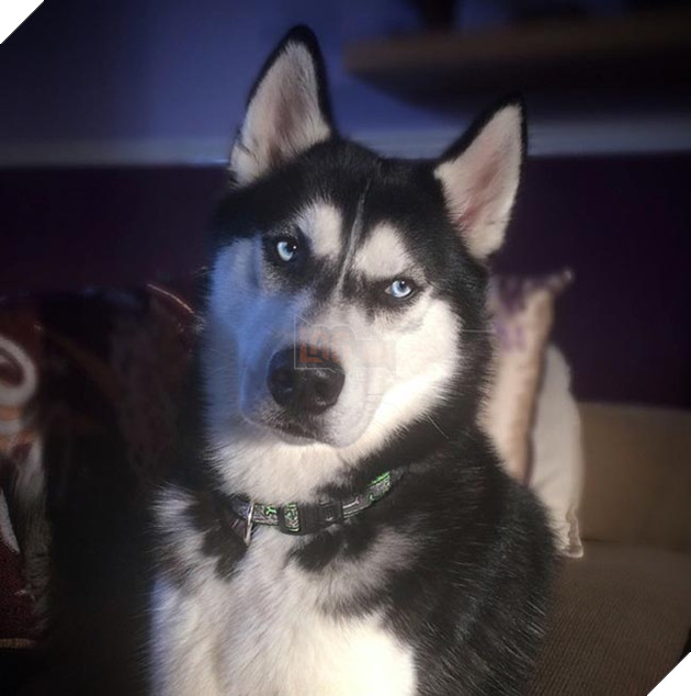 chú chó husky có khuôn mặt khinh bỉ cả thế giới