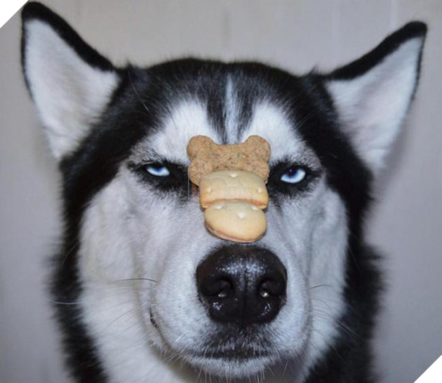 chú chó husky có khuôn mặt khinh bỉ cả thế giới