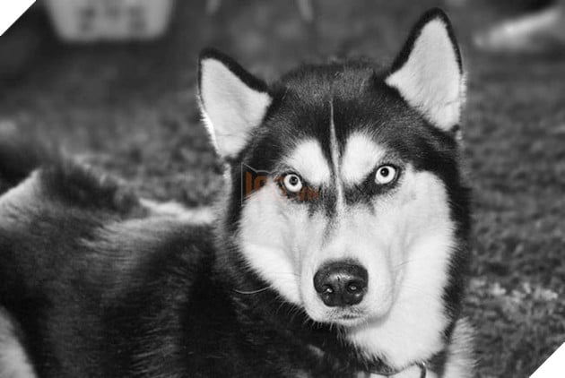 chú chó husky có khuôn mặt khinh bỉ cả thế giới