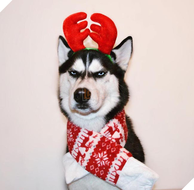 chú chó husky có khuôn mặt khinh bỉ cả thế giới
