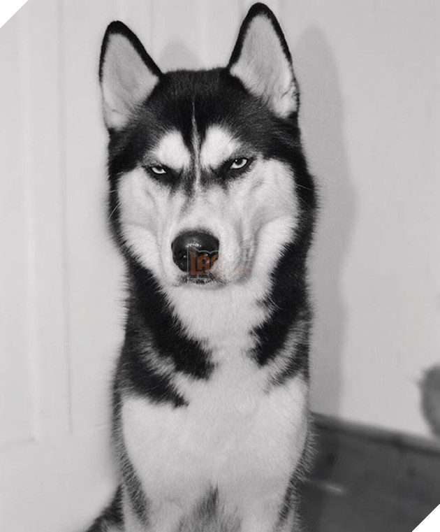 chú chó husky có khuôn mặt khinh bỉ cả thế giới