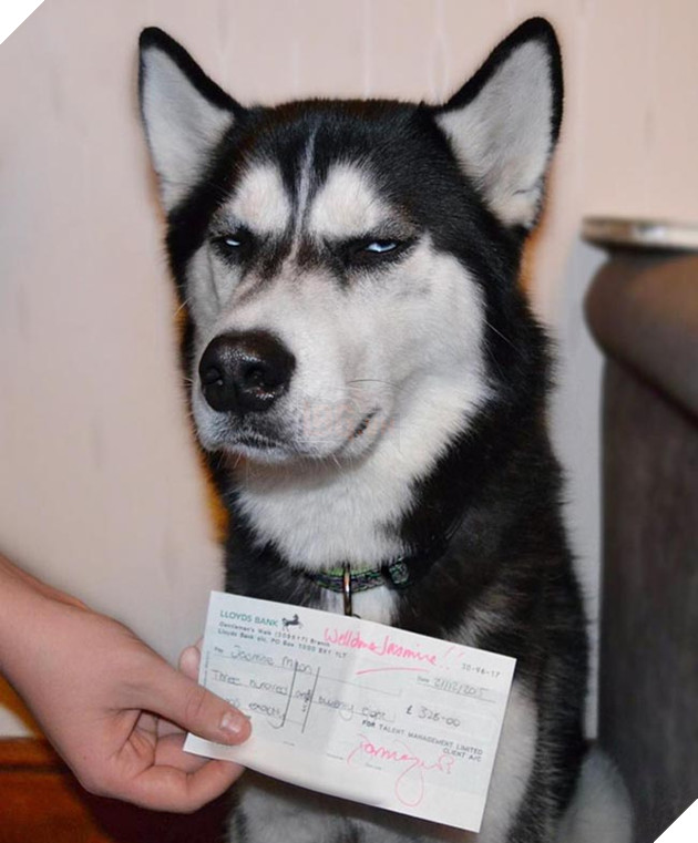 chú chó husky có khuôn mặt khinh bỉ cả thế giới