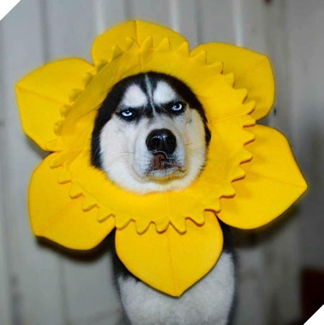 chú chó husky có khuôn mặt khinh bỉ cả thế giới