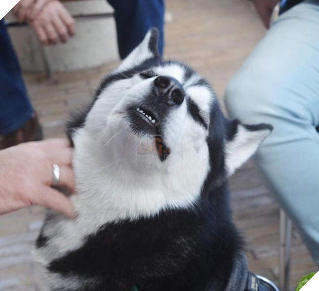 chú chó husky có khuôn mặt khinh bỉ cả thế giới