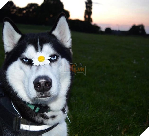 chú chó husky có khuôn mặt khinh bỉ cả thế giới