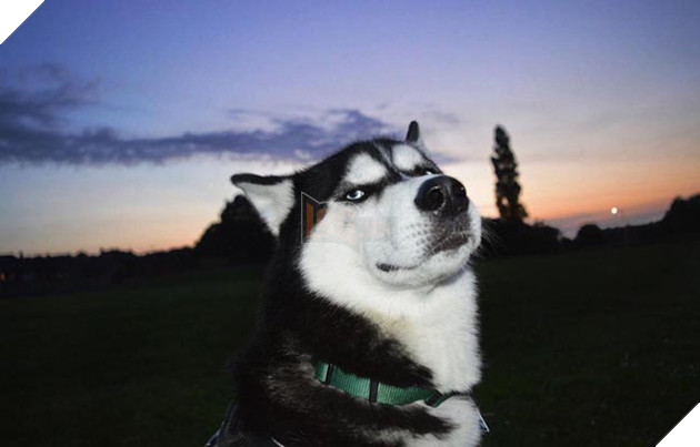 chú chó husky có khuôn mặt khinh bỉ cả thế giới