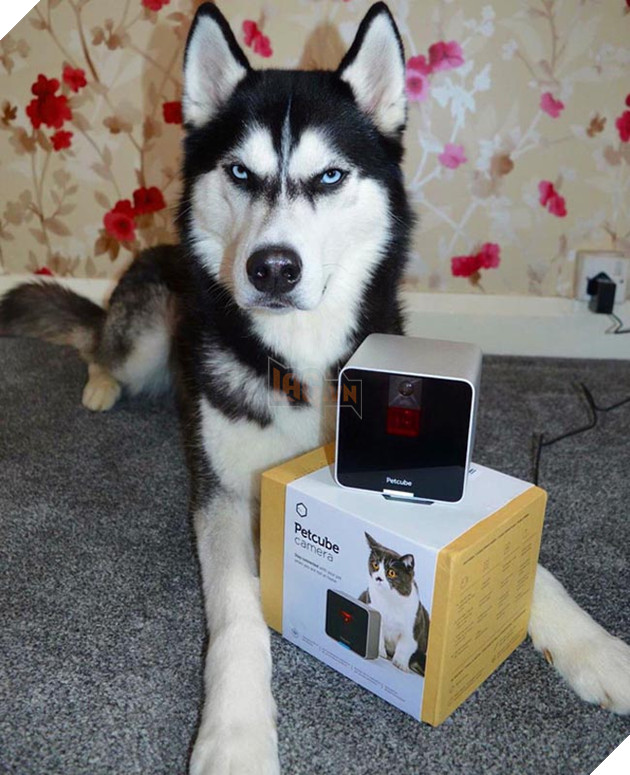 chú chó husky có khuôn mặt khinh bỉ cả thế giới