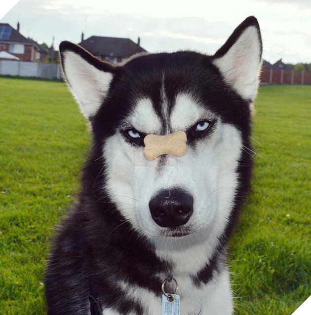 chú chó husky có khuôn mặt khinh bỉ cả thế giới