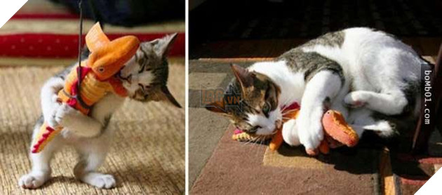thú cưng dậy thì cùng thú nhồi bông