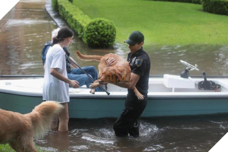 Siêu bão Harvey: Ấn tượng hình ảnh chó, mèo được cứu ra khỏi vùng lũ - Ảnh 10 Sieu bao Harvey: An tuong hinh anh cho, meo duoc cuu ra khoi vung lu - Anh 10