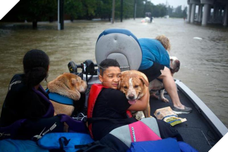 Siêu bão Harvey: Ấn tượng hình ảnh chó, mèo được cứu ra khỏi vùng lũ - Ảnh 1 Sieu bao Harvey: An tuong hinh anh cho, meo duoc cuu ra khoi vung lu - Anh 1
