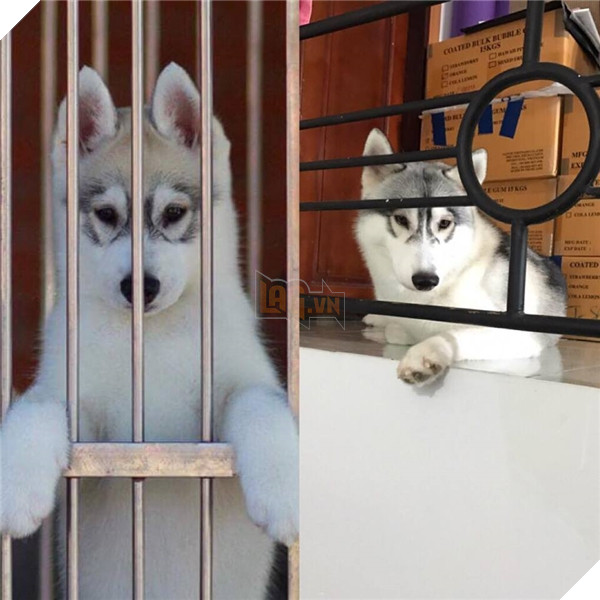 Và đây là lúc nó được 9 tháng.