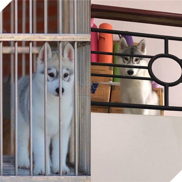 Bamboo lúc được 3 tháng tuổi.