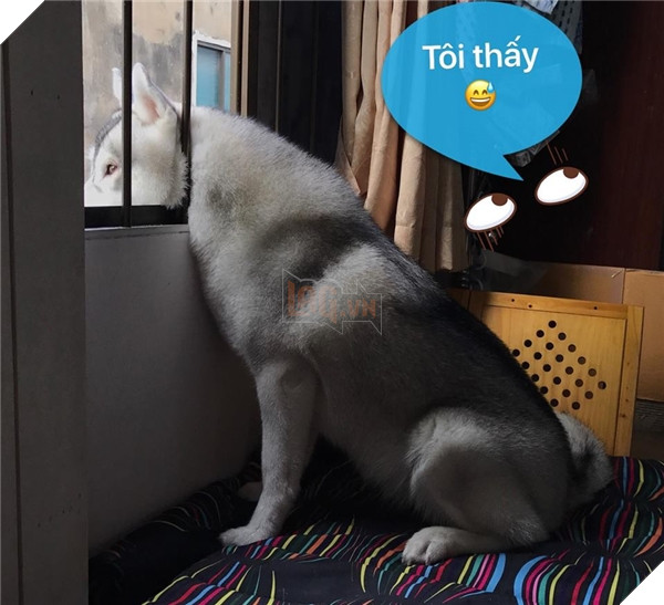 Nó rất thích quan sát mọi điều từ khung cửa sổ ấy.