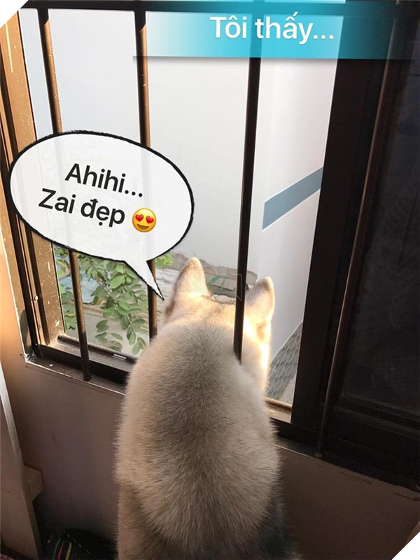 Lộ diện thân phận nàng husky làm CĐM ngỡ bị kẹt cả đầu vì mải hóng hớt Lộ diện thân phận nàng husky làm CĐM ngỡ bị kẹt cả đầu vì mải hóng hớt