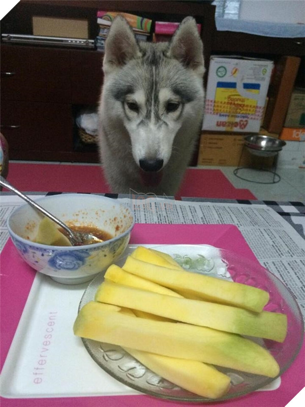 Lộ diện thân phận nàng husky làm CĐM ngỡ bị kẹt cả đầu vì mải hóng hớt Lộ diện thân phận nàng husky làm CĐM ngỡ bị kẹt cả đầu vì mải hóng hớt