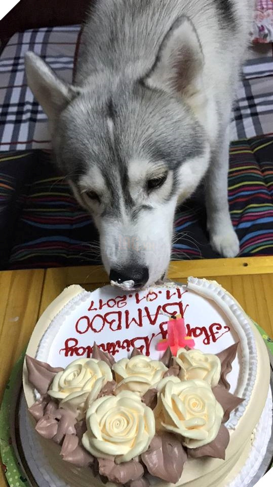Lộ diện thân phận nàng husky làm CĐM ngỡ bị kẹt cả đầu vì mải hóng hớt Lộ diện thân phận nàng husky làm CĐM ngỡ bị kẹt cả đầu vì mải hóng hớt