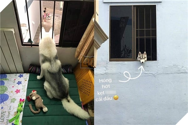 Bức hình nhìn mà tội nghiệp của nàng chó. Bức hình nhìn mà tội nghiệp của nàng chó.