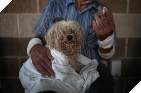 Siêu bão Harvey: Ấn tượng hình ảnh chó, mèo được cứu ra khỏi vùng lũ - Ảnh 3 Sieu bao Harvey: An tuong hinh anh cho, meo duoc cuu ra khoi vung lu - Anh 3