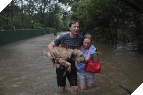 Siêu bão Harvey: Ấn tượng hình ảnh chó, mèo được cứu ra khỏi vùng lũ - Ảnh 4 Sieu bao Harvey: An tuong hinh anh cho, meo duoc cuu ra khoi vung lu - Anh 4