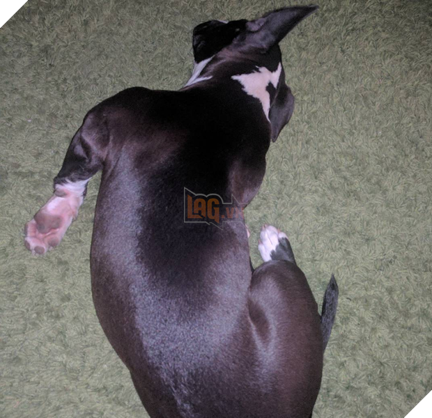 Cười đau cả bụng với 22 boss chó mèo hâm hết phần thiên hạ - Ảnh 11. Cười đau cả bụng với 22 boss chó mèo hâm hết phần thiên hạ - Ảnh 11.