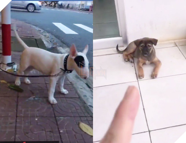 Thanh niên đi khắp phố chỉ mặt chó mèo và tuyên truyền: Rọ mõm đâu sao không đeo vô, mấy đứa Sài Gòn bị bắt hết rồi đó! - Ảnh 2. Thanh niên đi khắp phố chỉ mặt chó mèo và tuyên truyền: Rọ mõm đâu sao không đeo vô, mấy đứa Sài Gòn bị bắt hết rồi đó! - Ảnh 2.