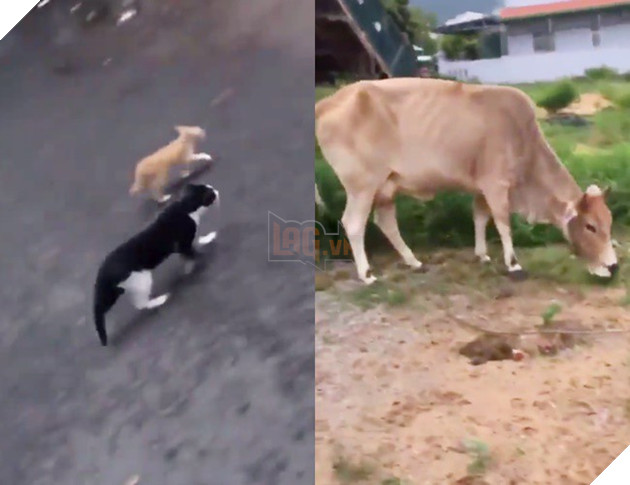 Thanh niên đi khắp phố chỉ mặt chó mèo và tuyên truyền: Rọ mõm đâu sao không đeo vô, mấy đứa Sài Gòn bị bắt hết rồi đó! - Ảnh 3. Thanh niên đi khắp phố chỉ mặt chó mèo và tuyên truyền: Rọ mõm đâu sao không đeo vô, mấy đứa Sài Gòn bị bắt hết rồi đó! - Ảnh 3.
