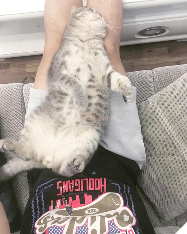 Chú mèo đã béo mặt mũi lại còn khó chịu hot nhất MXH hôm nay - Ảnh 2. Chú mèo đã béo mặt mũi lại còn khó chịu hot nhất MXH hôm nay - Ảnh 2.
