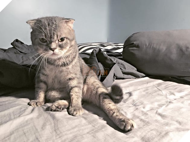 Chú mèo đã béo mặt mũi lại còn khó chịu hot nhất MXH hôm nay - Ảnh 5. Chú mèo đã béo mặt mũi lại còn khó chịu hot nhất MXH hôm nay - Ảnh 5.