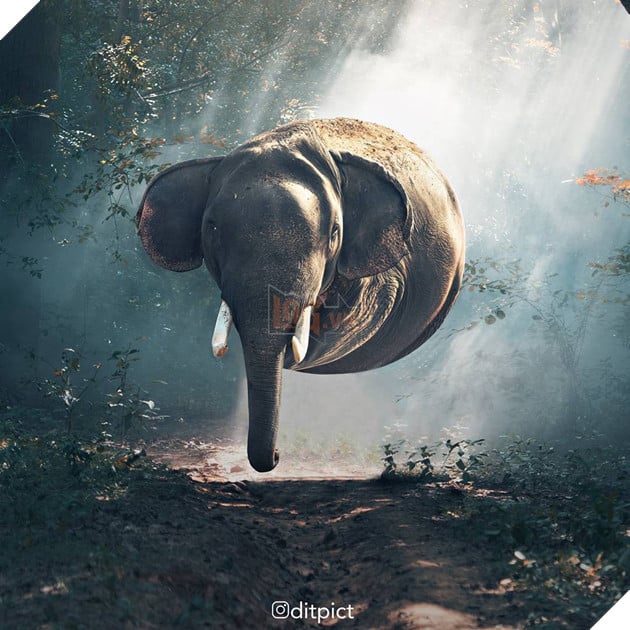Bộ ảnh Photoshop các loài động vật trở nên tròn vo như bóng bay - Ảnh 5. Bộ ảnh Photoshop các loài động vật trở nên tròn vo như bóng bay - Ảnh 5.