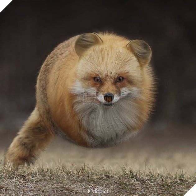 Bộ ảnh Photoshop các loài động vật trở nên tròn vo như bóng bay - Ảnh 7. Bộ ảnh Photoshop các loài động vật trở nên tròn vo như bóng bay - Ảnh 7.