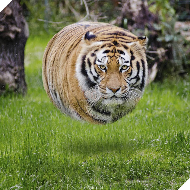 Bộ ảnh Photoshop các loài động vật trở nên tròn vo như bóng bay - Ảnh 13. Bộ ảnh Photoshop các loài động vật trở nên tròn vo như bóng bay - Ảnh 13.