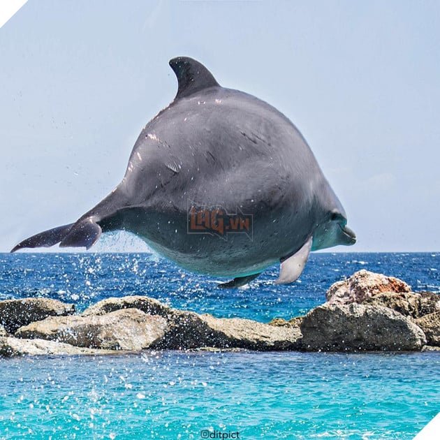 Bộ ảnh Photoshop các loài động vật trở nên tròn vo như bóng bay - Ảnh 15. Bộ ảnh Photoshop các loài động vật trở nên tròn vo như bóng bay - Ảnh 15.