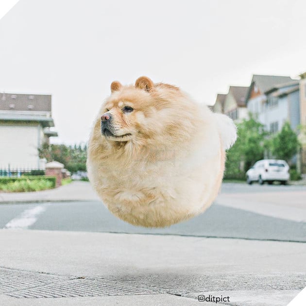 Bộ ảnh Photoshop các loài động vật trở nên tròn vo như bóng bay - Ảnh 17. Bộ ảnh Photoshop các loài động vật trở nên tròn vo như bóng bay - Ảnh 17.