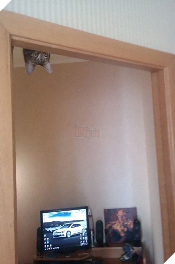 ninja meo 10