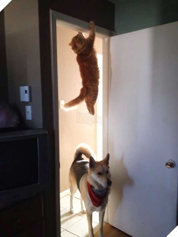ninja meo 2