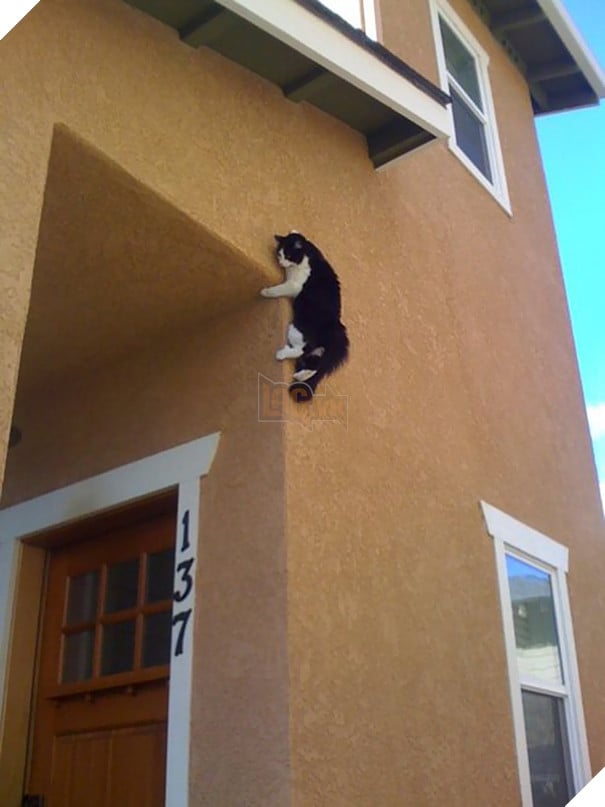 ninja meo 4