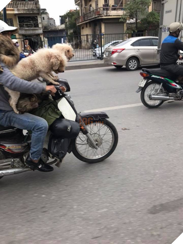 Chủ đi làm, cả đàn chó mèo đánh đu trên xe máy đi cùng cho vui - Ảnh 2. Chủ đi làm, cả đàn chó mèo đánh đu trên xe máy đi cùng cho vui - Ảnh 2.