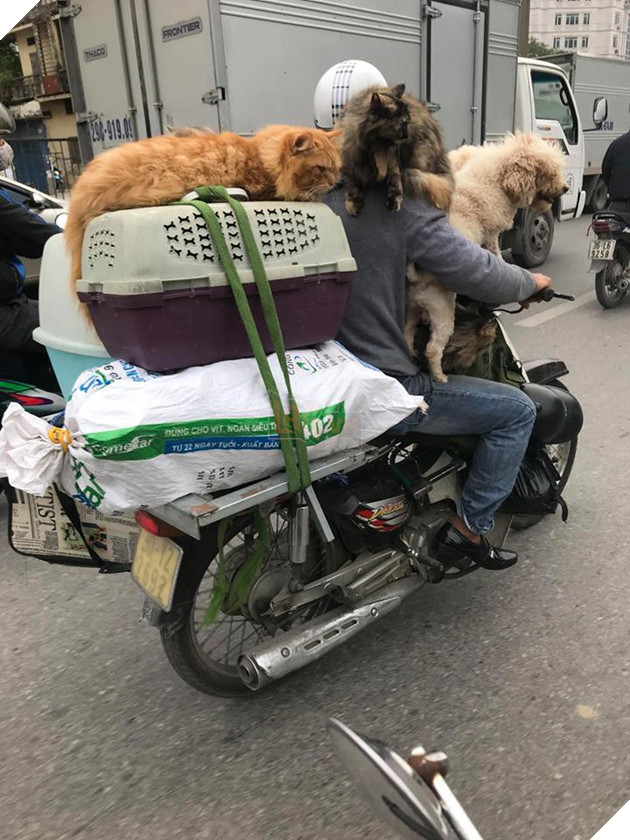 Chủ đi làm, cả đàn chó mèo đánh đu trên xe máy đi cùng cho vui - Ảnh 1. Chủ đi làm, cả đàn chó mèo đánh đu trên xe máy đi cùng cho vui - Ảnh 1.