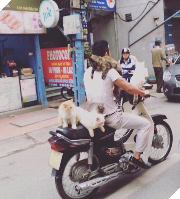 Chủ đi làm, cả đàn chó mèo đánh đu trên xe máy đi cùng cho vui - Ảnh 3. Chủ đi làm, cả đàn chó mèo đánh đu trên xe máy đi cùng cho vui - Ảnh 3.