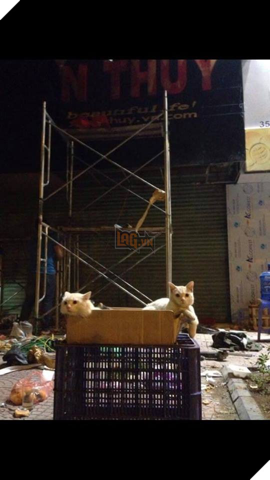 Chủ đi làm, cả đàn chó mèo đánh đu trên xe máy đi cùng cho vui - Ảnh 4. Chủ đi làm, cả đàn chó mèo đánh đu trên xe máy đi cùng cho vui - Ảnh 4.